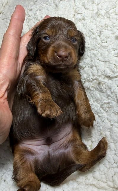 Tiny brown-and-tan puppy lying on its back, resting beside a person’s hand on a fluffy blanket