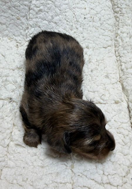 Tiny brown-and-black puppy lying on a white blanket, seen from above.