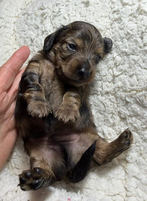 Tiny brown and black puppy lying on a soft white blanket beside a hand