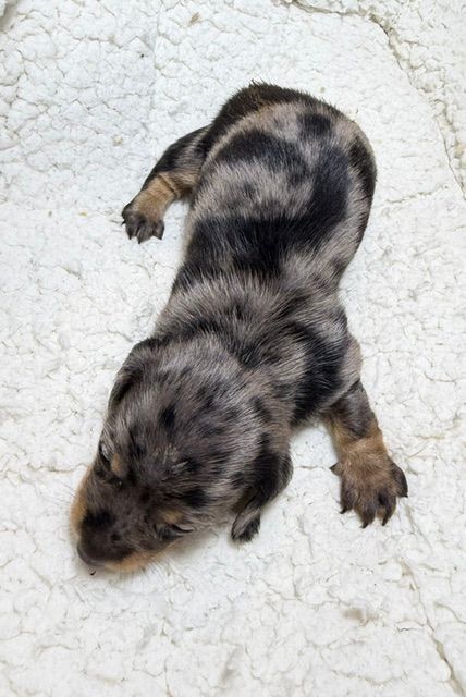 Newborn spotted puppy lying on a white blanket