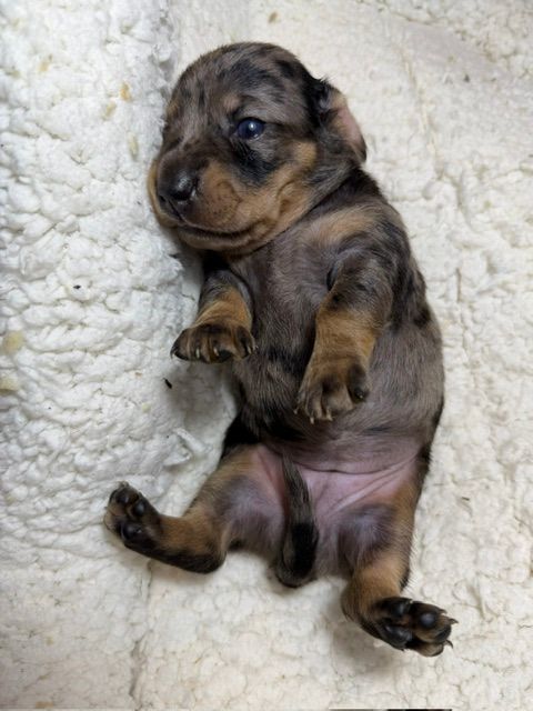 Tiny black-and-tan puppy lying on its back on a white blanket, paws curled up