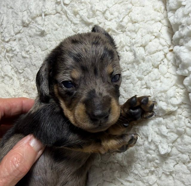 Tiny black-and-tan puppy being gently held on a white blanket, paw raised.