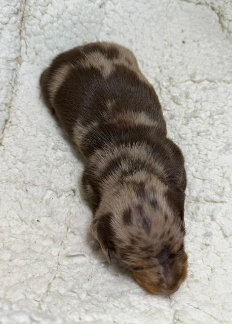 Newborn spotted puppy curled on a soft white blanket