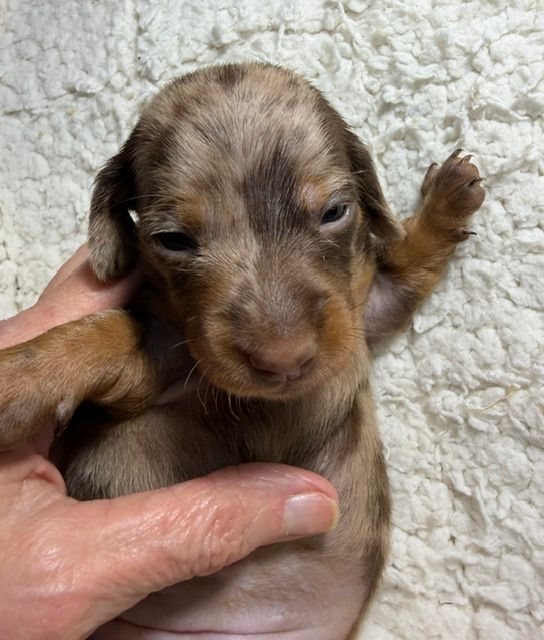 Tiny brown puppy being held in a hand against a soft white blanket