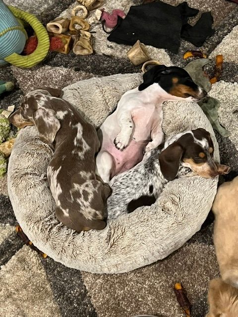 Three sleeping puppies cuddled together in a cream dog bed on a carpet.