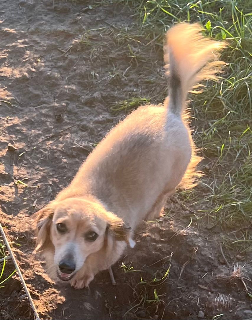 Golden retriever looking up on a muddy path, tail raised, next to grass in warm sunlight