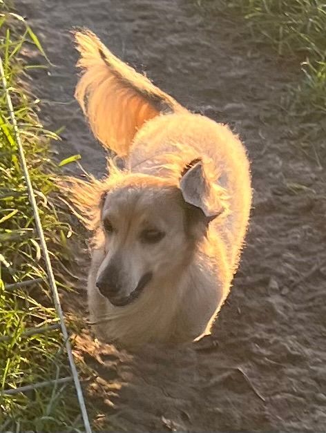 Golden dog standing on a dirt path in warm sunlight, looking toward the camera
