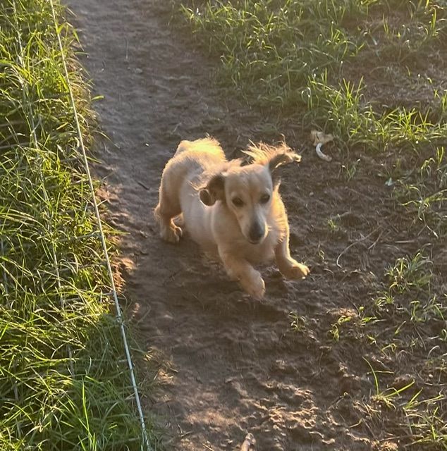 Small tan dog running along a dirt path in grassy sunlight