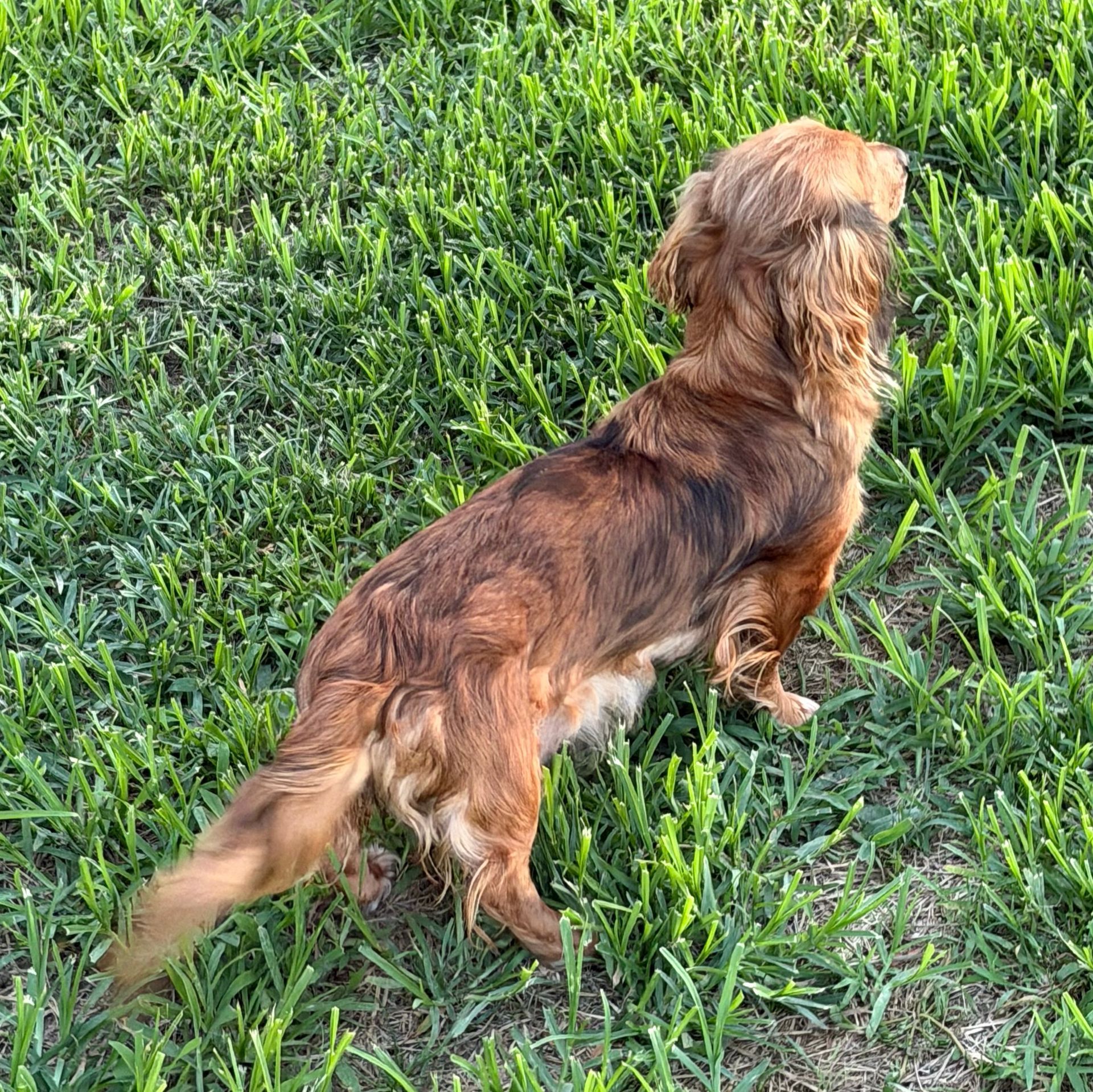 Brown long-haired dog standing in green grass, looking to the right.