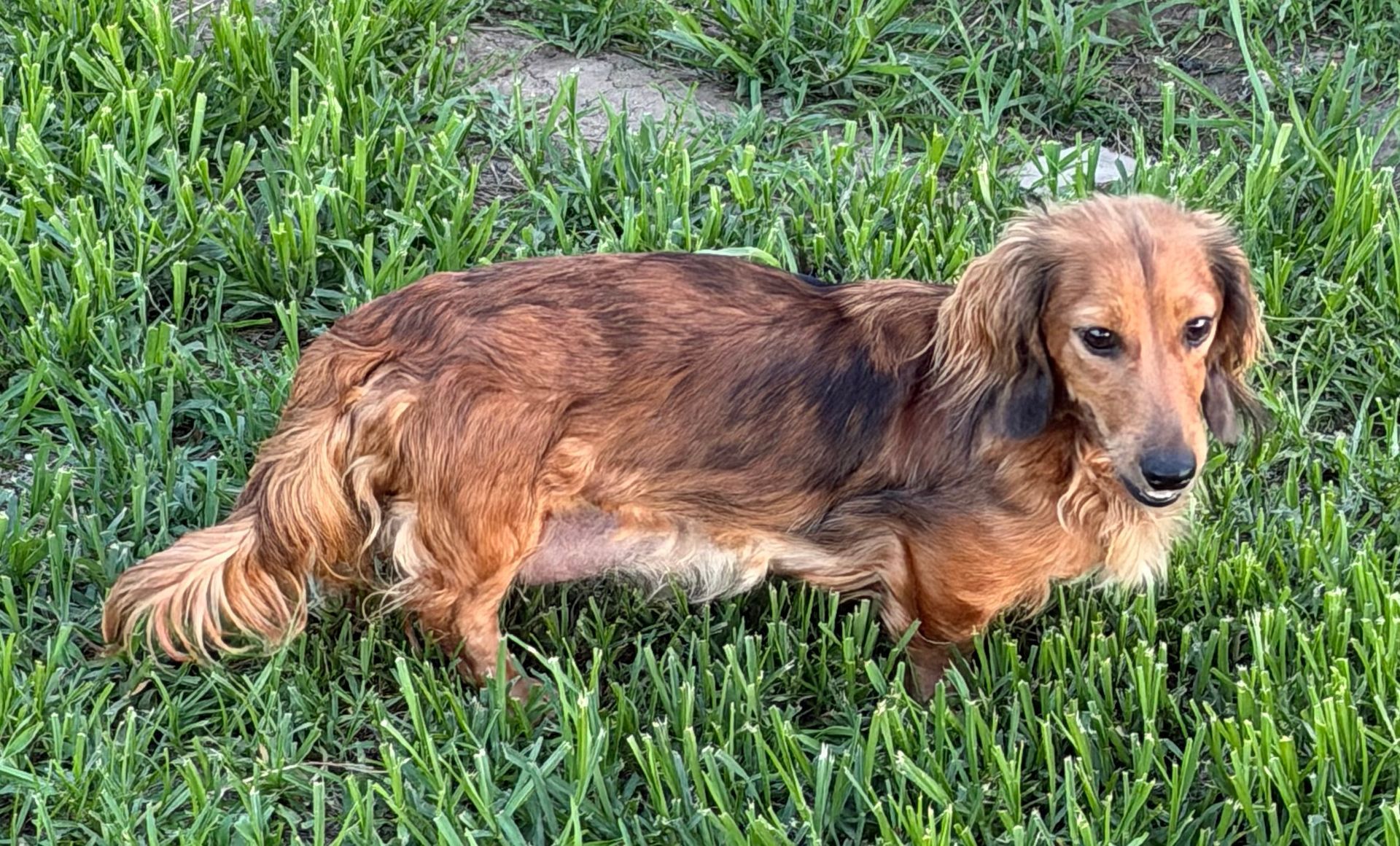 Long-haired brown dachshund standing in green grass, looking toward the camera.