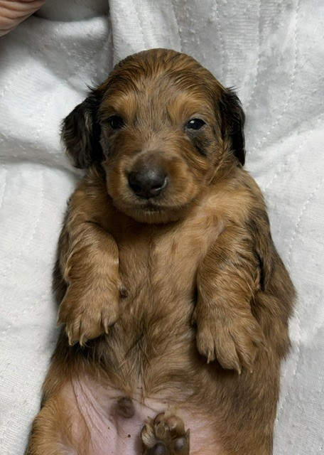 Small brown puppy lying on its back on a white blanket, looking at the camera.