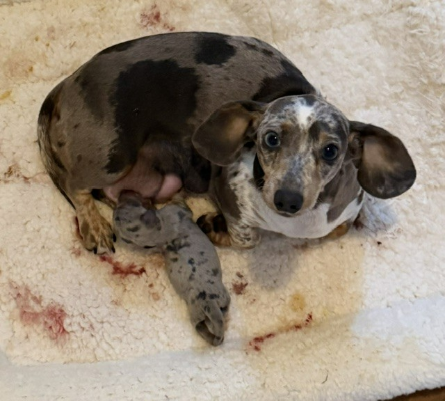 Spotted dachshund curled on a beige bed, looking up with wide eyes.
