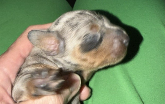 Newborn puppy with mottled fur being gently held in a hand on a green blanket