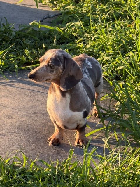 Tan dachshund standing in grass, looking at the camera.