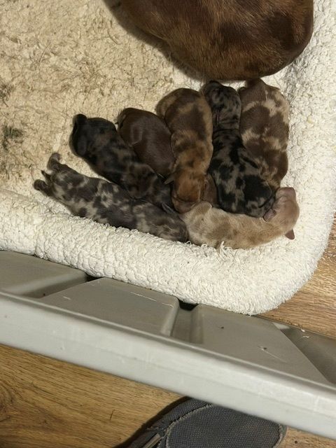 Several newborn puppies cuddled together on a white blanket inside a metal crate.