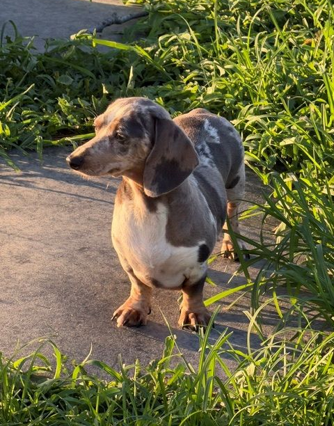 Small dachshund standing on a sunlit sidewalk beside tall green grass