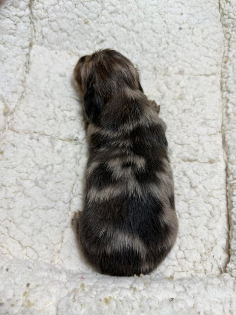 Small dark brown and gray furry animal seen from above on a light textured blanket