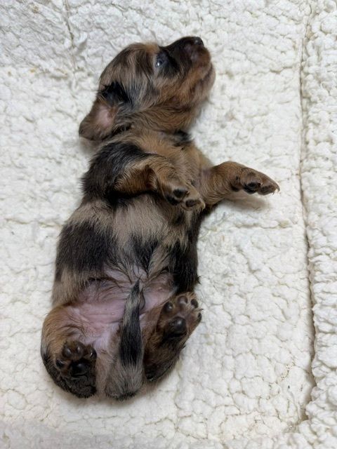 Tiny brown-and-black puppy sleeping on a white blanket, paws curled upward