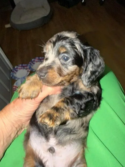 Handheld merle dachshund puppy with black, gray, and tan fur, sitting on a lap indoors.