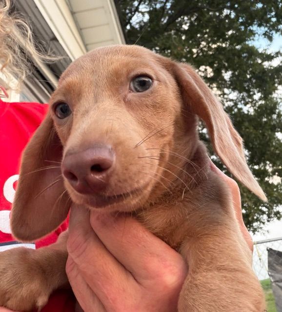 Tan dachshund standing in grass, looking at the camera.