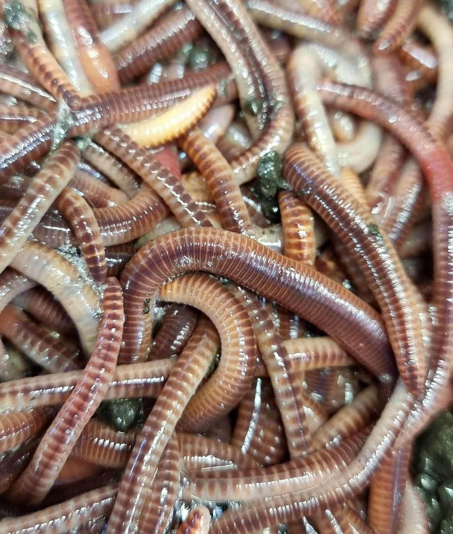 Australian Worms