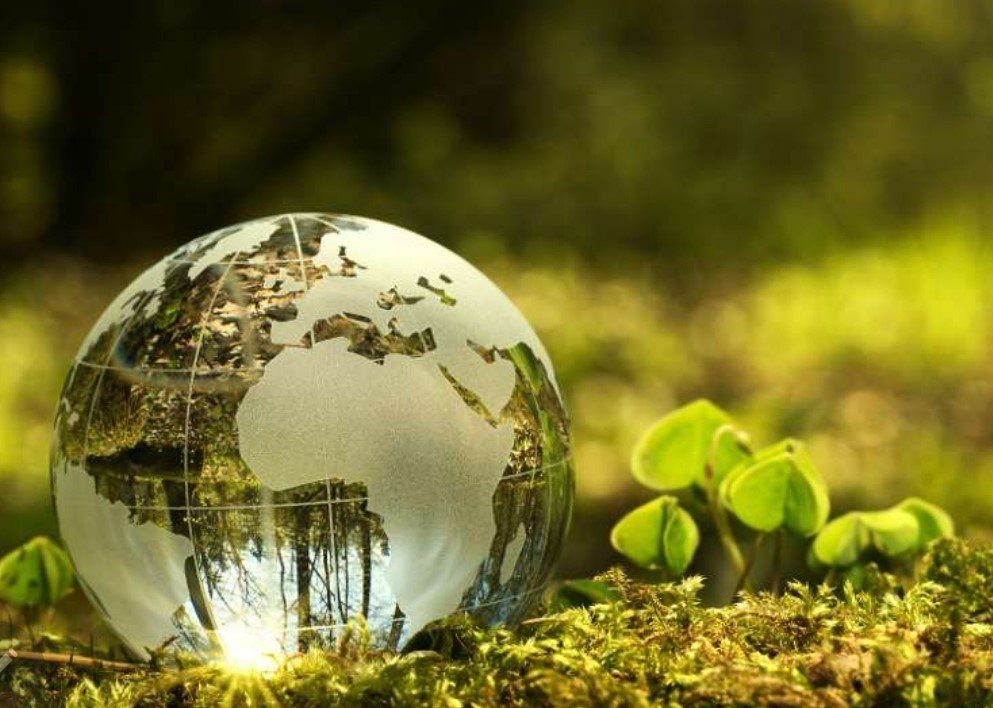 A glass globe is sitting in the grass next to a small plant.