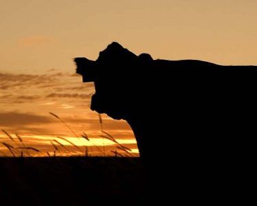 Silhouette of a cow against a sunset sky over a field of tall grass.