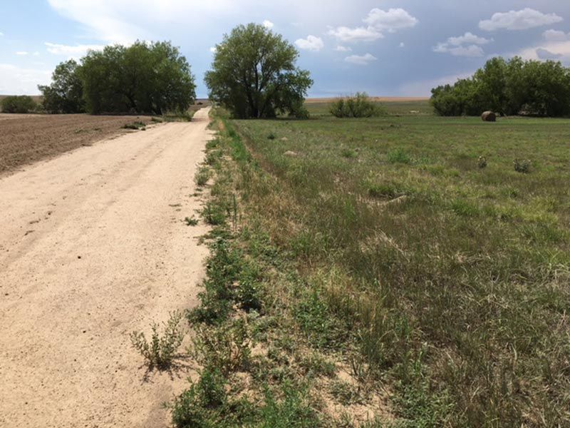 A dirt road going through a grassy field