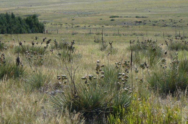 Grassy field with several plants in bloom under a partly cloudy sky.