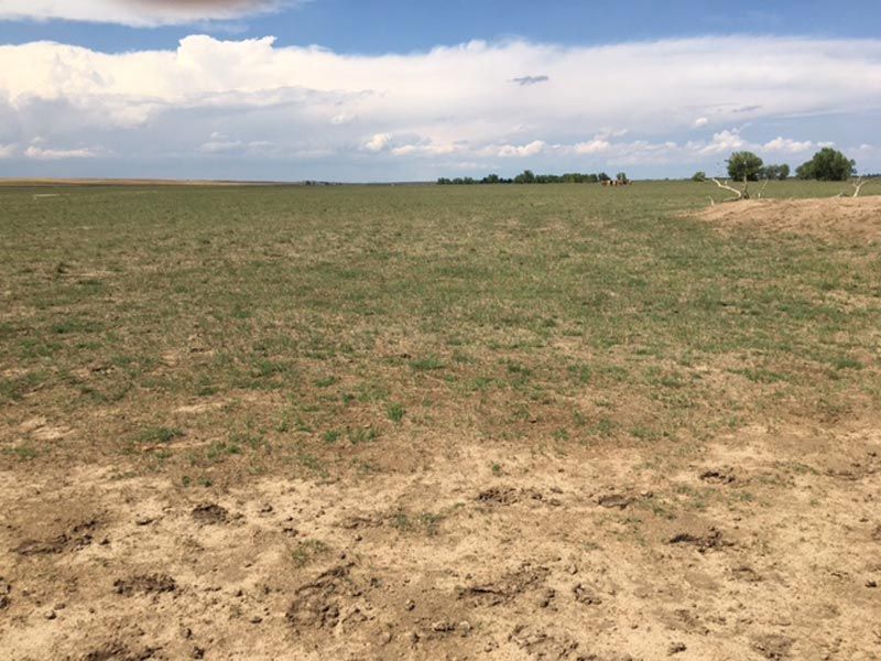 A field of grass and dirt with a blue sky in the background.