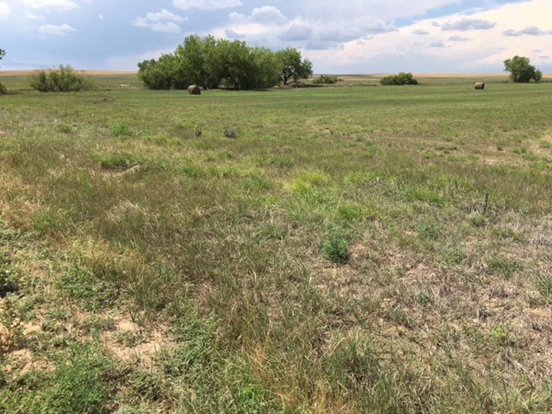 A large grassy field with trees in the background.