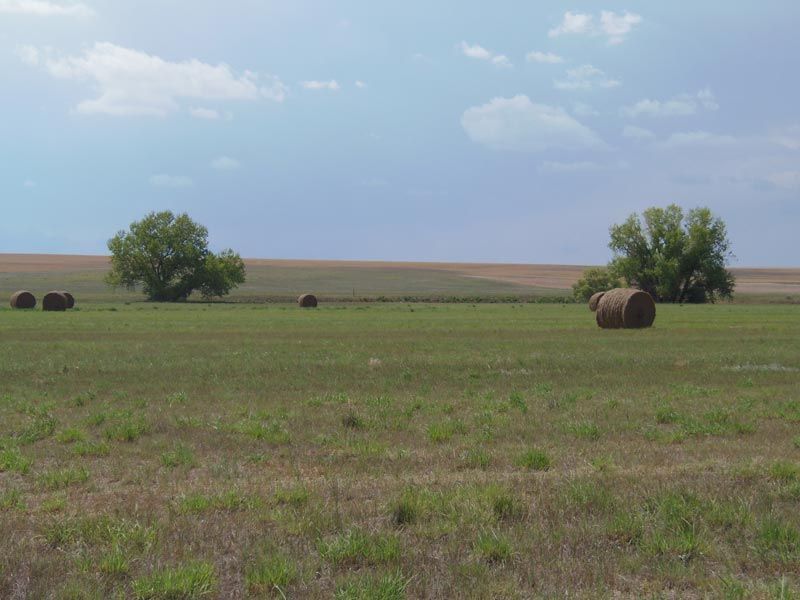 A field filled with hay bales and trees on a sunny day.