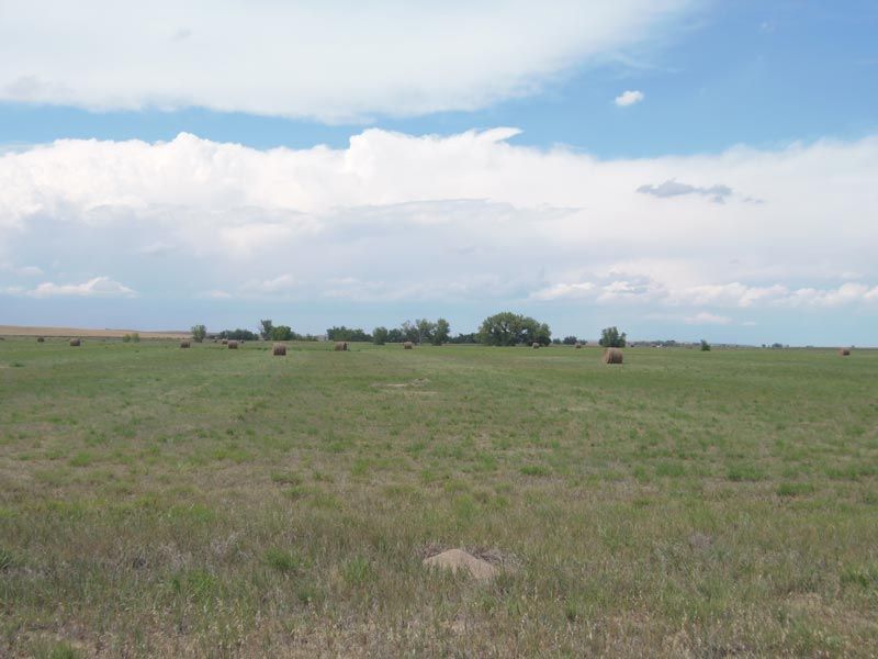 A grassy field with hay bales and trees in the background