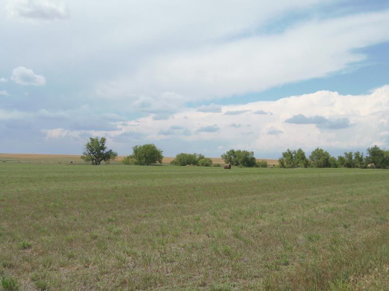 A grassy field with trees in the background and a cloudy sky