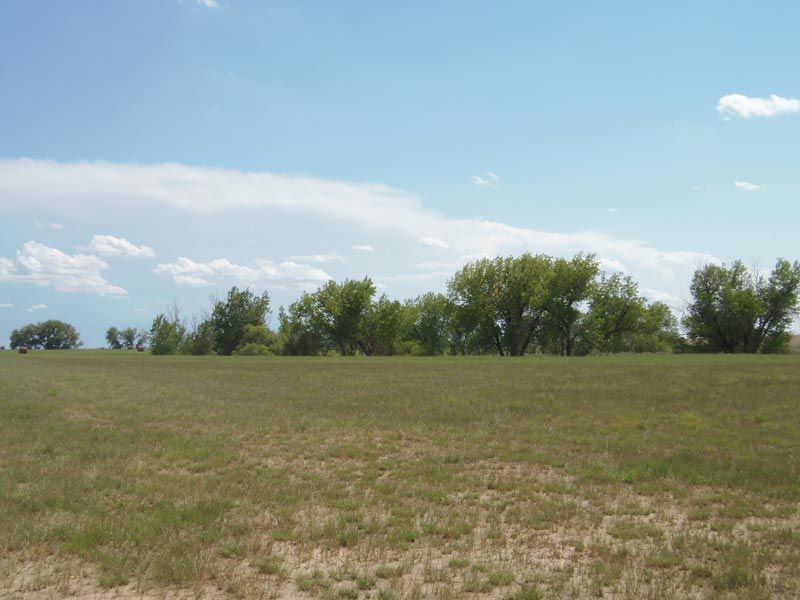 A grassy field with trees in the background and a blue sky