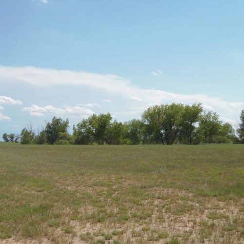 A field with trees in the background and a blue sky