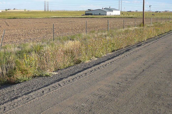Dirt road beside a field; tall weeds border the field, a white building in the distance.