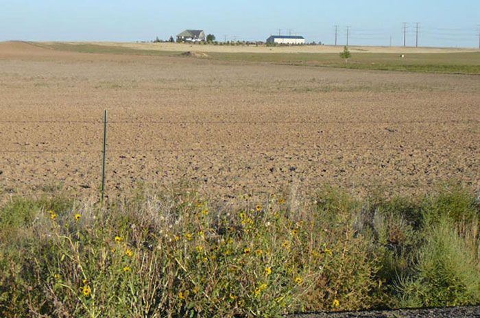 Brown, plowed field with distant buildings and power lines on a sunny day. Foreground has yellow and green weeds.