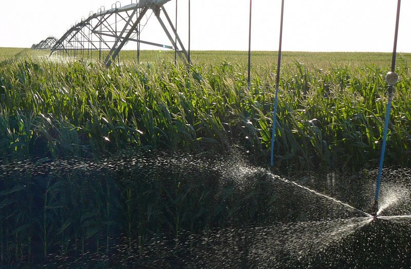 Corn field being irrigated by a pivot sprinkler system; water spraying.