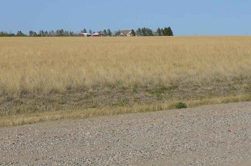 Gravel road in foreground, leading to a field of dry grasses and a distant farm under a blue sky.