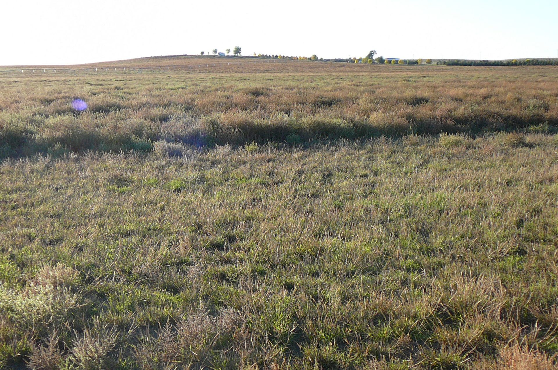Grassy field, low sunlight, distant hill with sparse trees, daytime.