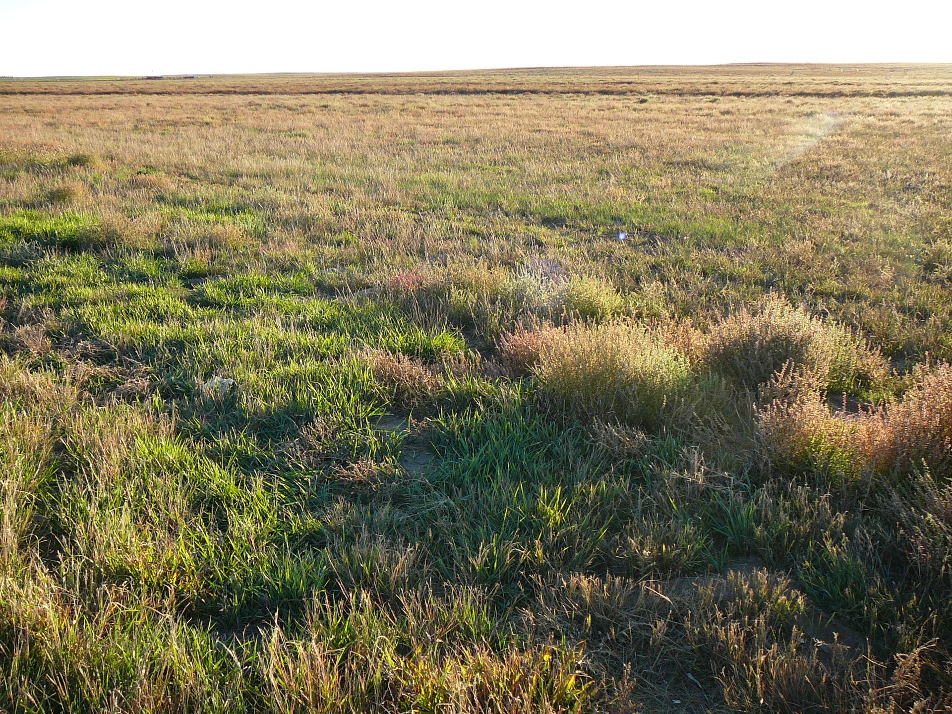 Field of green and brown grasses under a clear sky.