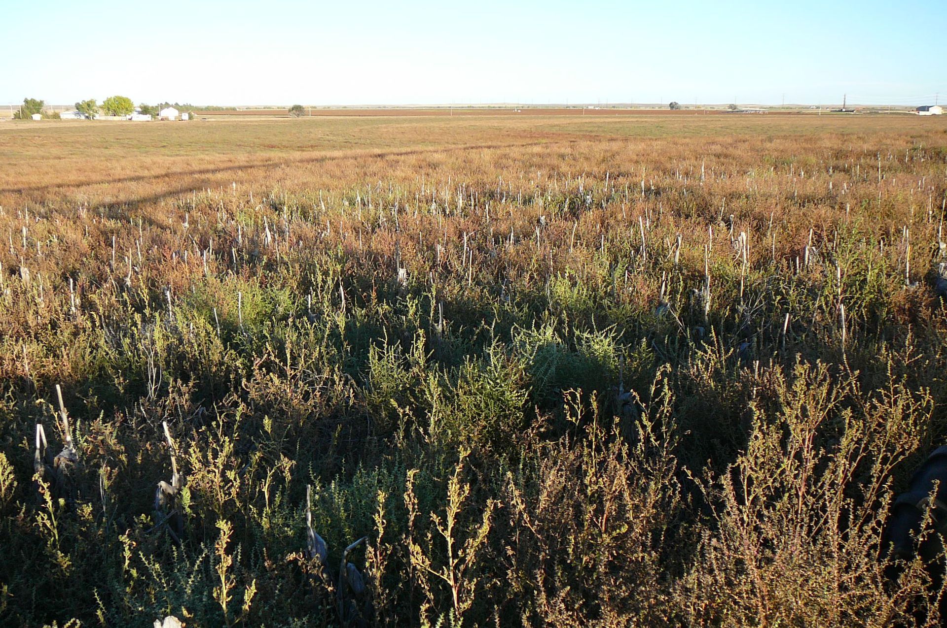 Field of dry grass and vegetation with white markers under a clear sky.