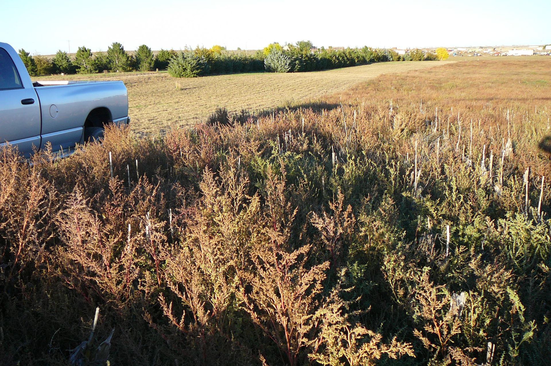 Silver truck parked near a field of tall, brown plants, with trees and a blue sky in the background.