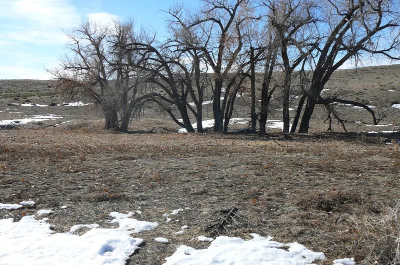 Bare trees in a field, some snow on the ground, blue sky.
