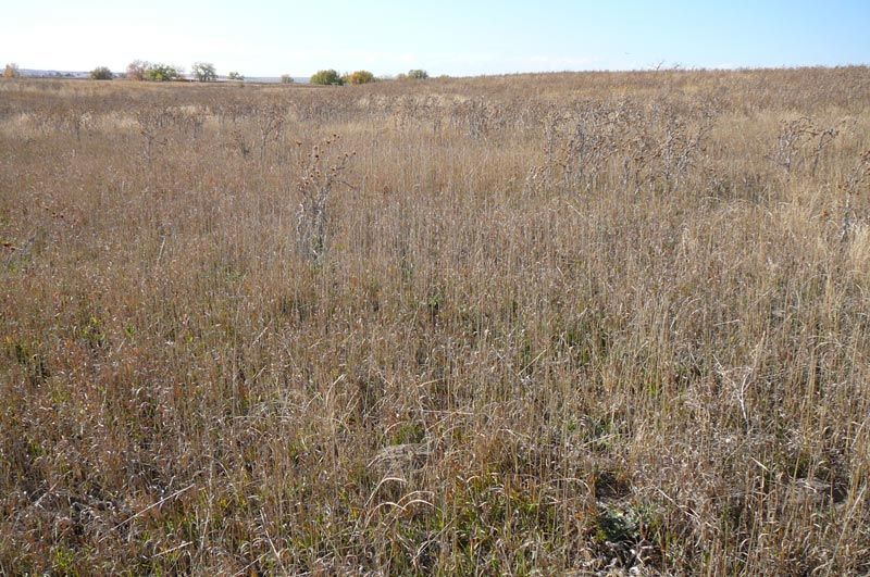 A field of dry grass with a blue sky in the background.