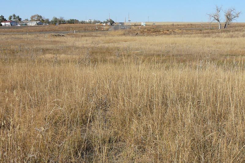 Field of dry, golden grass under a clear, blue sky. Buildings are visible in the background.