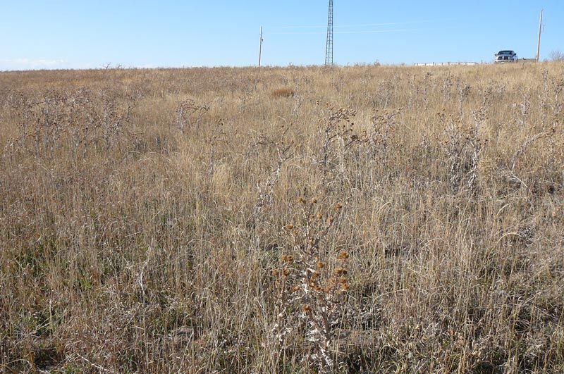 A field of dry grass with a telephone pole in the background.