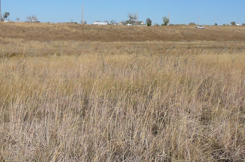 A field of dry grass with a house in the background