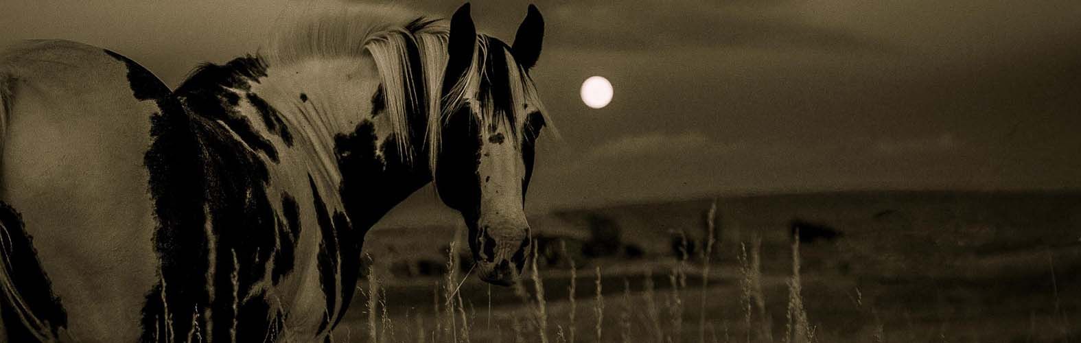 A bunch of hay bales are sitting in a field.